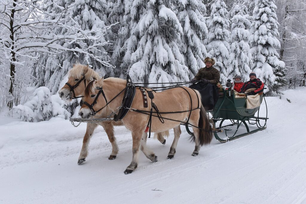 Pferdeschlittenfahrt im verschneiten Wald