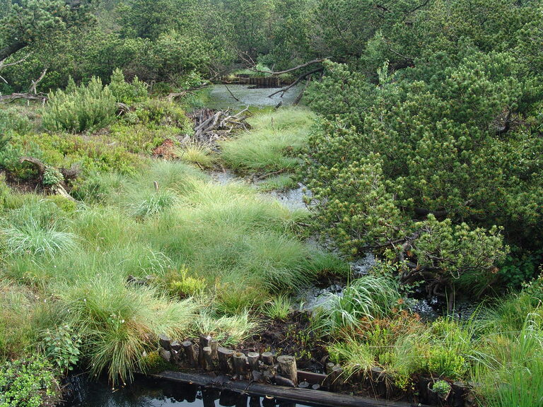 Moorlandschaft mit Bachlauf und Gräsern